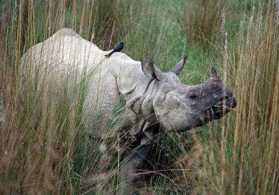 One Horned Rhino in Chitwan National Park in Nepal